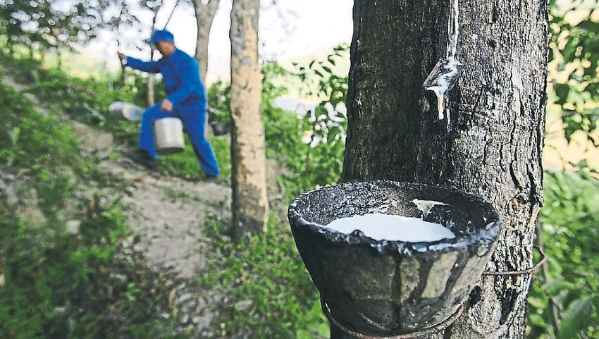 Natural rubber and industrial materials